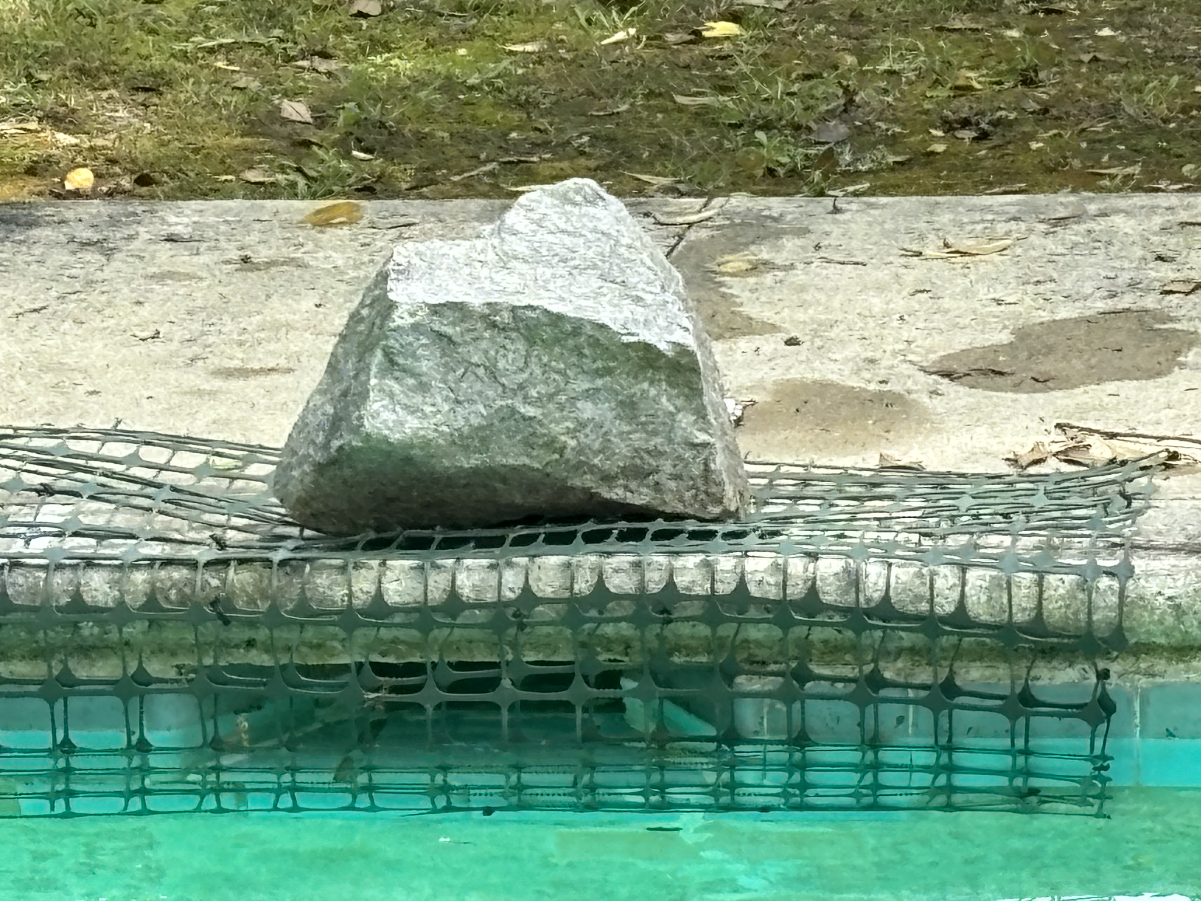 DIY rock workaround used to block leaves from entering pool skimmer – the problem Skimmer Shield solves